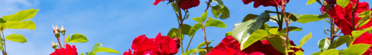 Les fleurs et plantes durables