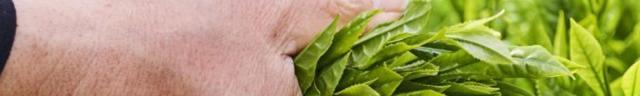 Zoom sur nos filières