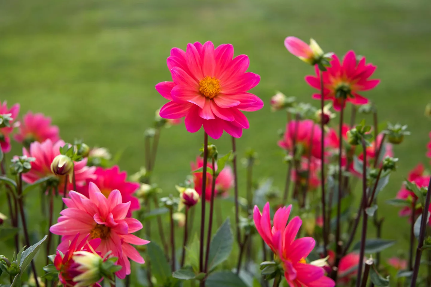 blossom awesome