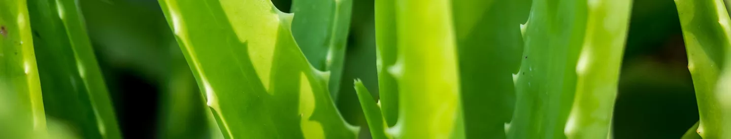 ¿Para qué sirve el aloe vera? Una planta sin igual | Estilo de vida | ALDI Supermercados