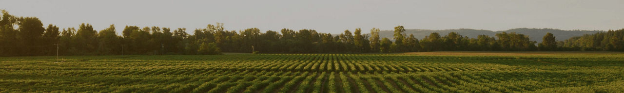 consommer responsable