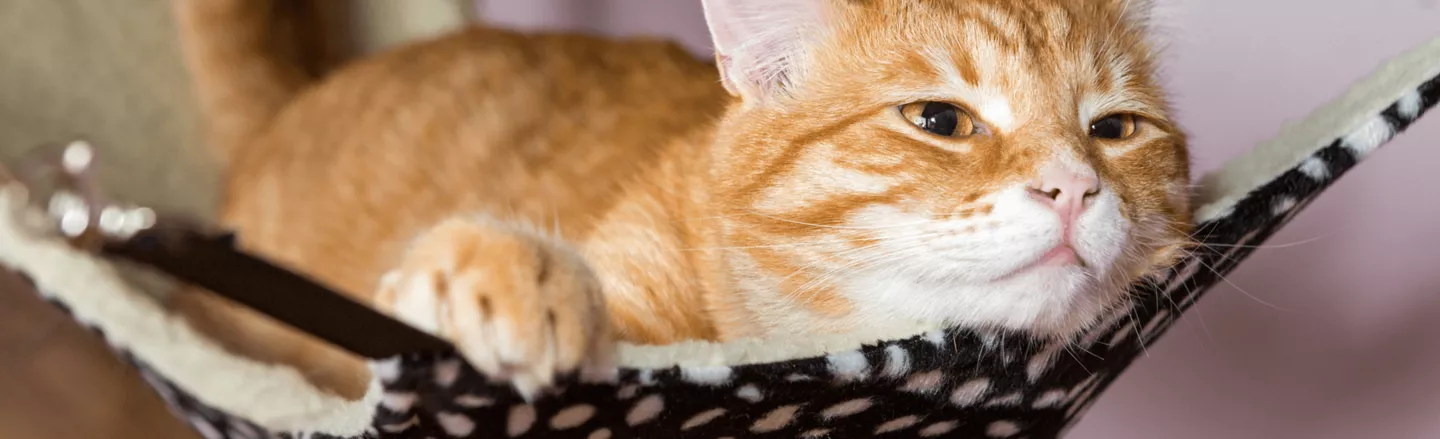 hangmat kat zelf maken 