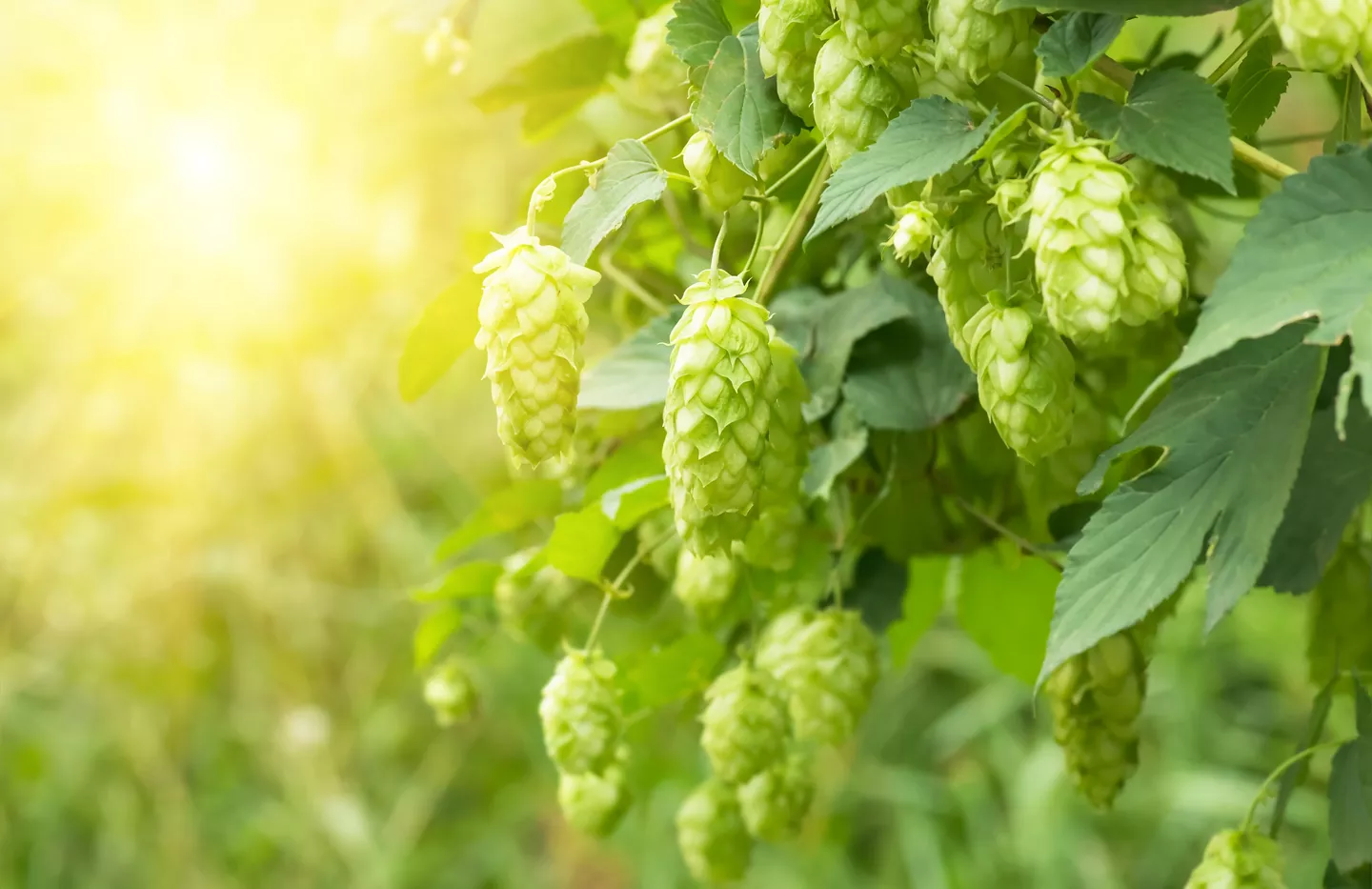 houblon bofferding