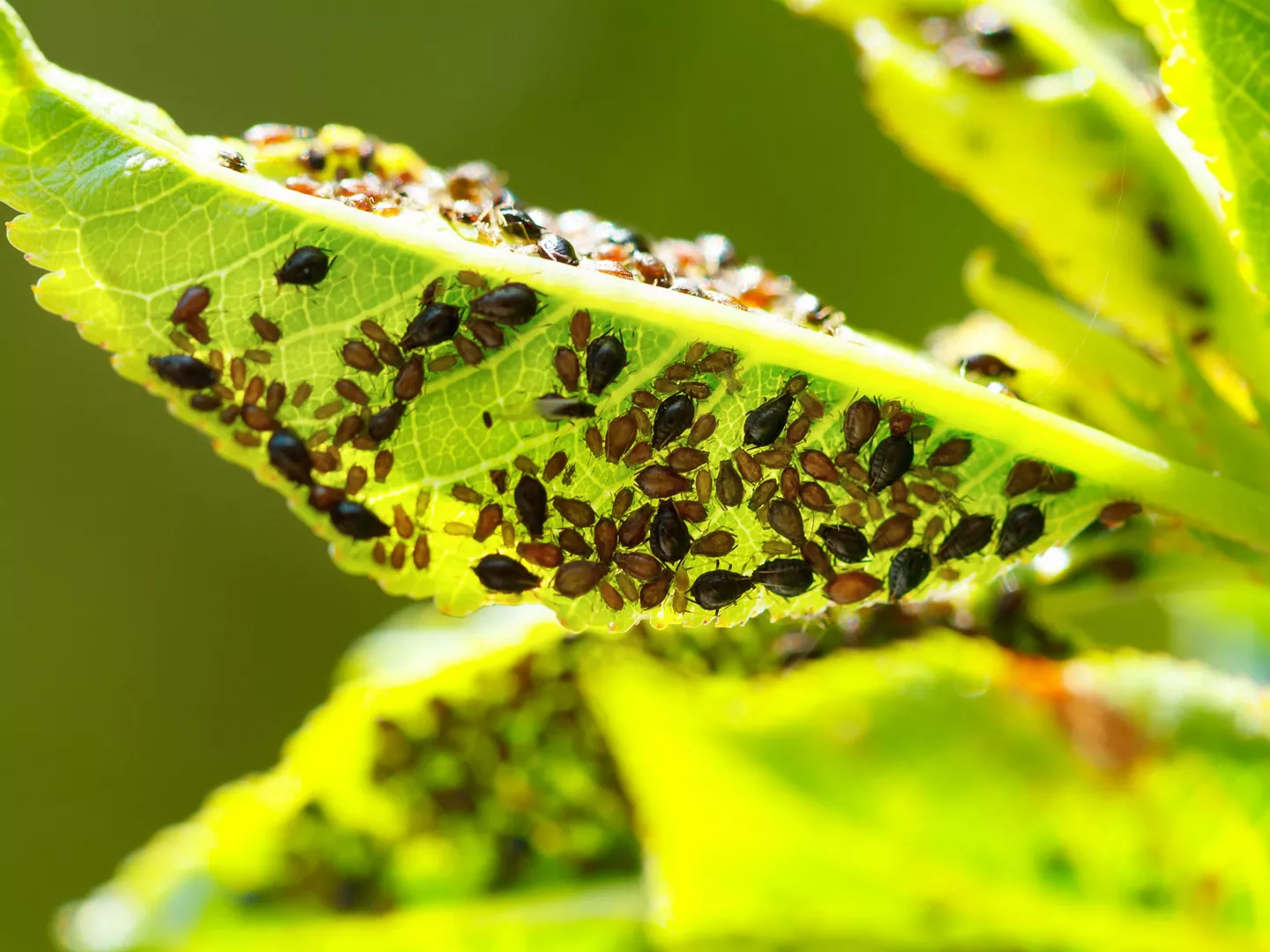Primer plano hojas plaga pulgón negro
