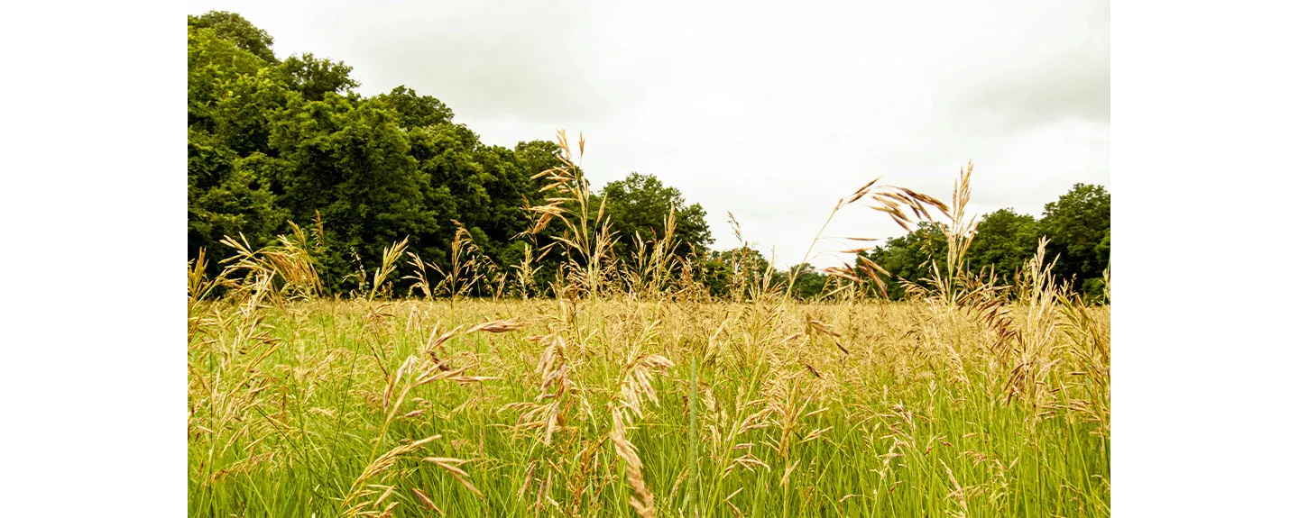 Planta de avena