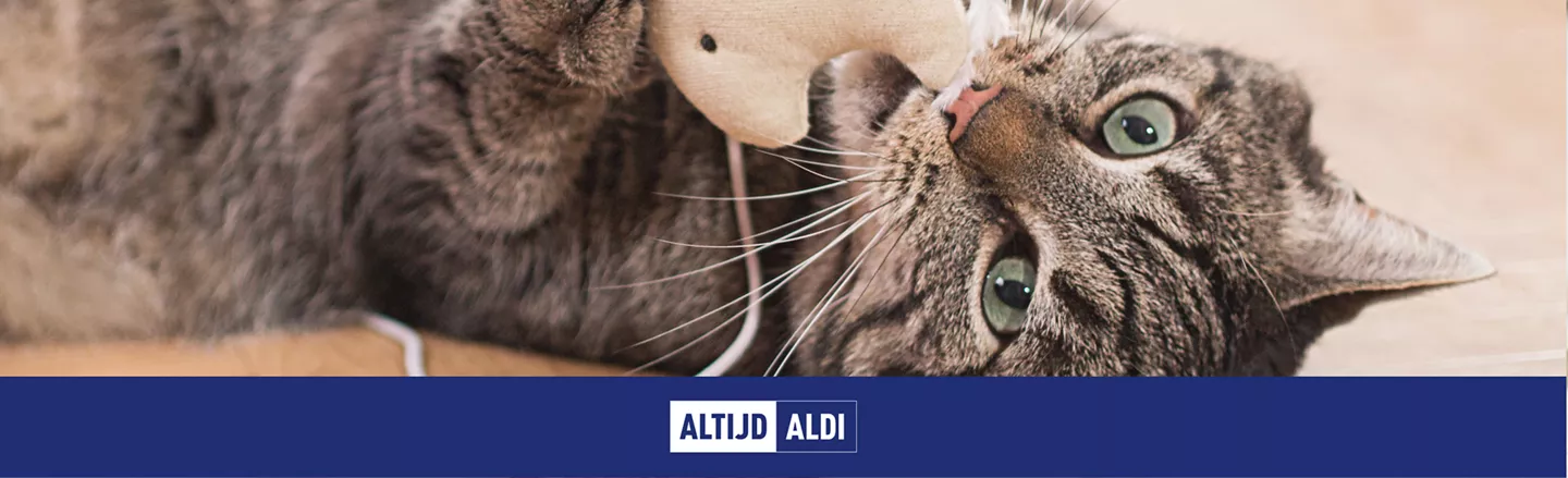 Zelf kattenspeeltjes maken? 5 ideeën