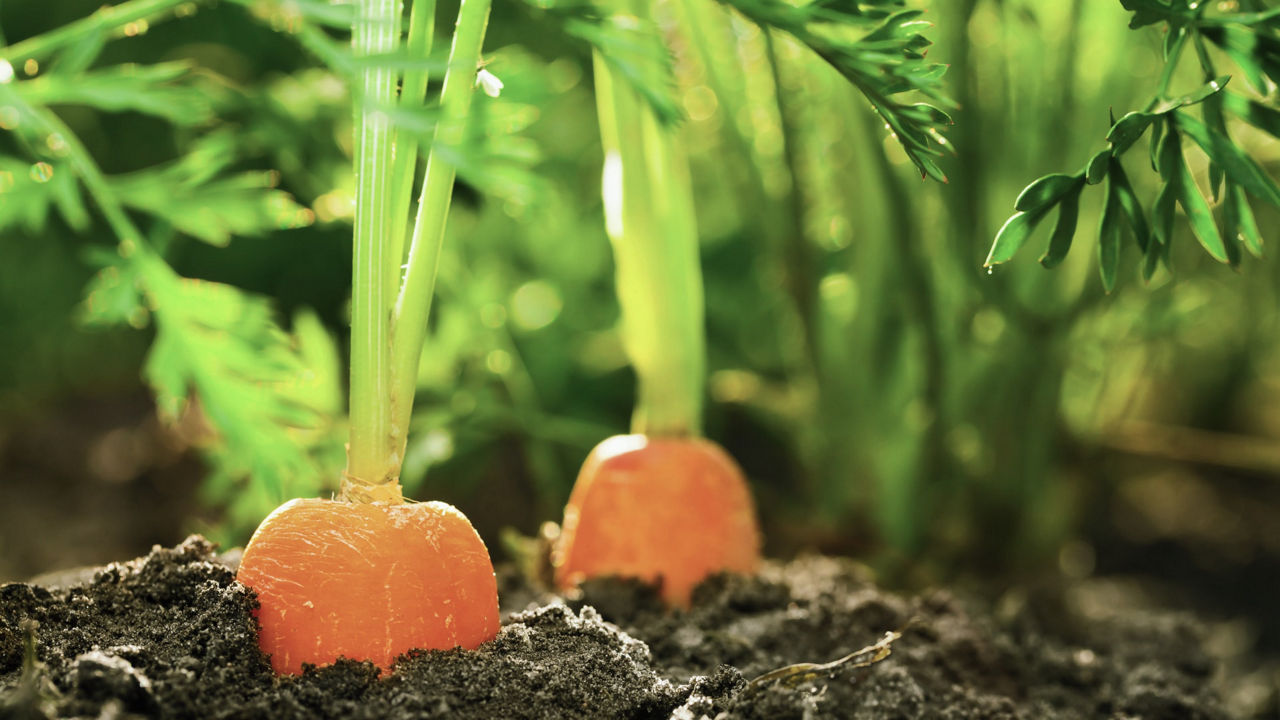 Manger bio, c’est bon aussi pour l’environnement