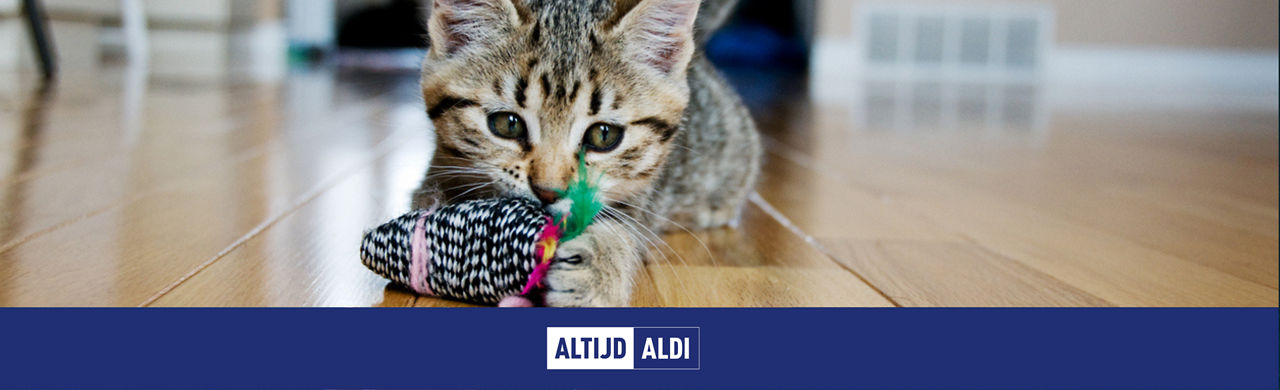 kitten in huis