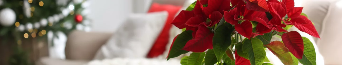 Cómo cuidar la Flor de Pascua | ALDI Supermercados