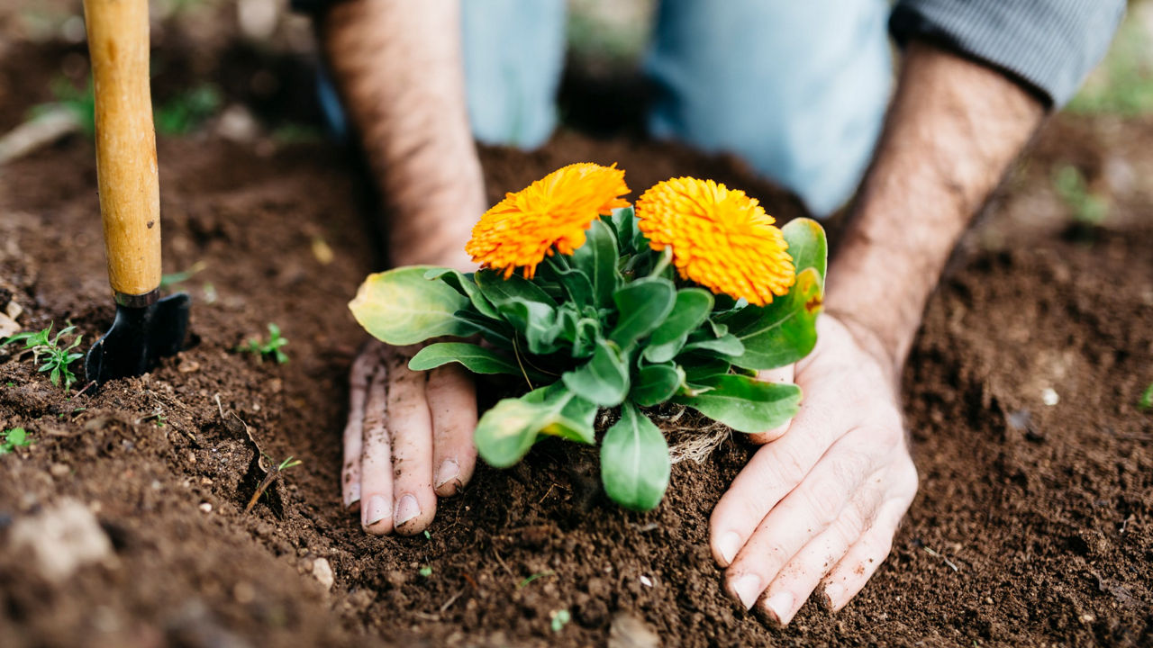 planter ses fleurs en mars