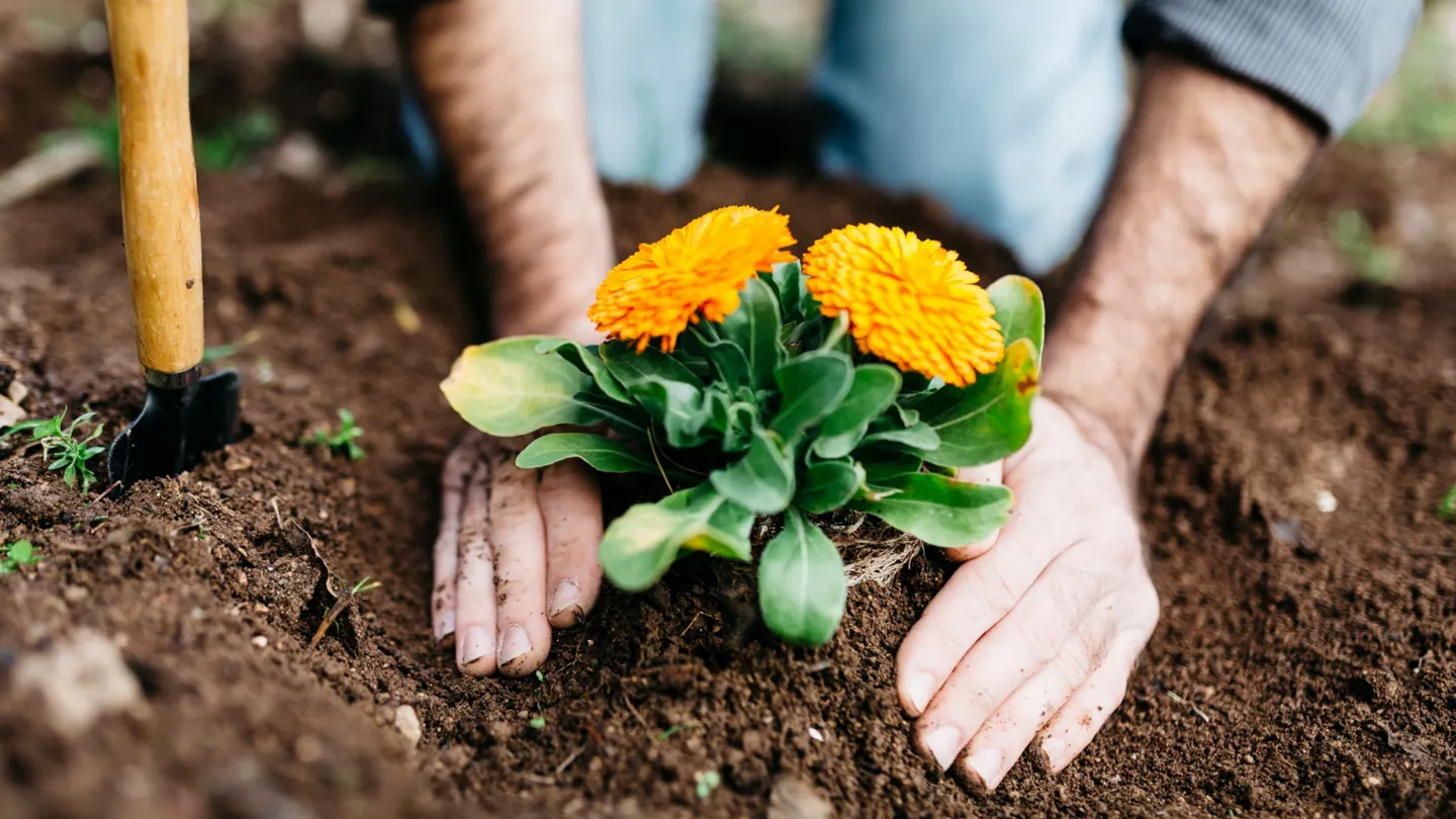 planter ses fleurs en mars