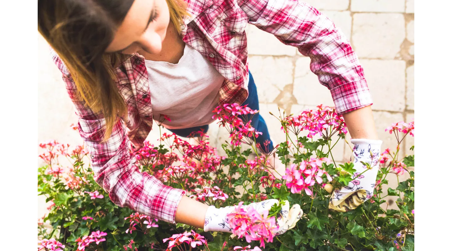 géraniums l'année prochaine