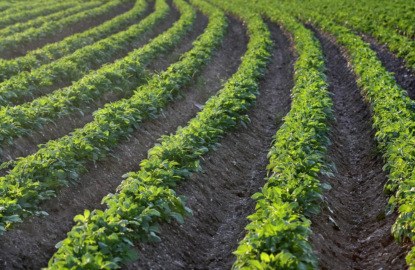 Aardappelakker op Nederlandse bodem