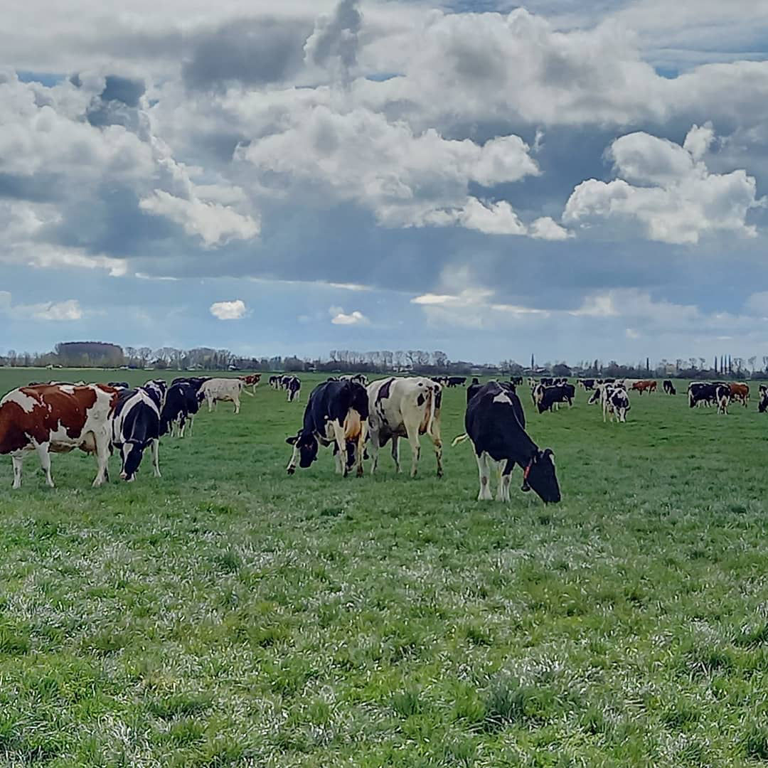 Koeien van een melkveehouderij in het Utrechtse Benschop die 120 dagen per jaar in de wei staan en hoge kwaliteit zuivel leveren aan ALDI