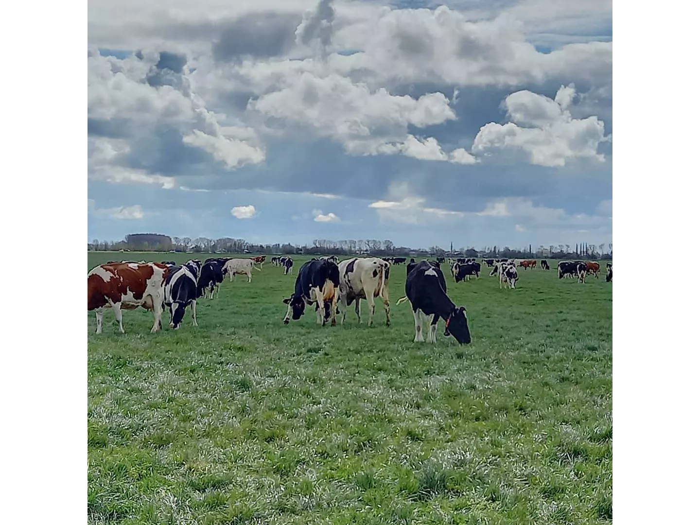 Koeien van een melkveehouderij in het Utrechtse Benschop die 120 dagen per jaar in de wei staan en hoge kwaliteit zuivel leveren aan ALDI