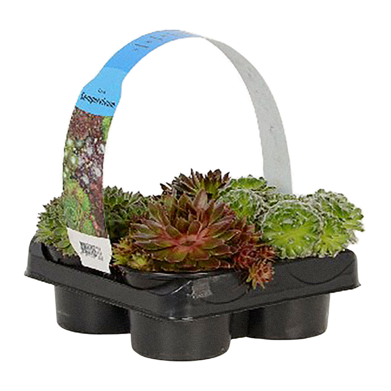 4-pack Sempervivum