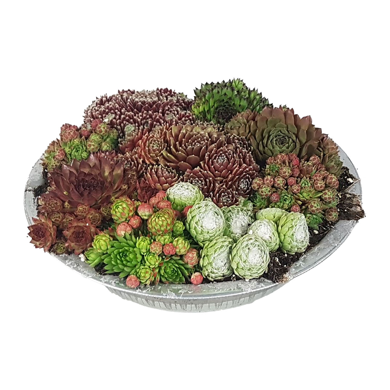 Sempervivum in schaal