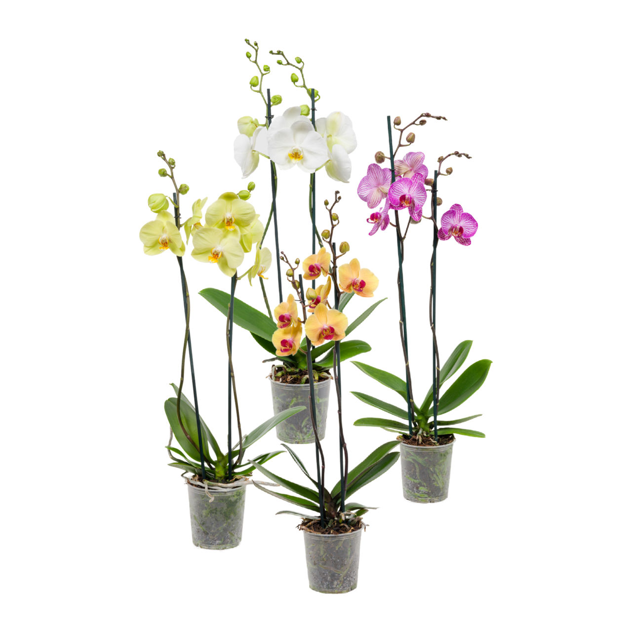 Orchidee 2-tak