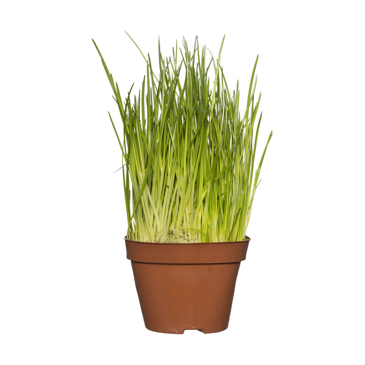Bieslook in pot