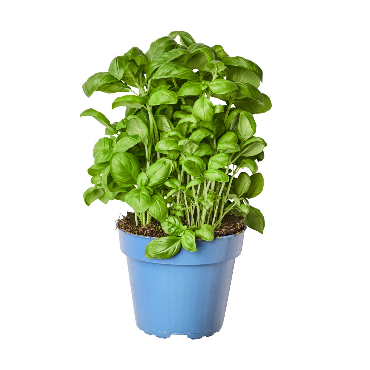 Basilicum in pot