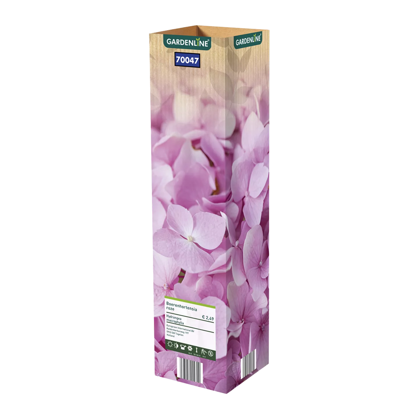 Hydrangea paniculata mix