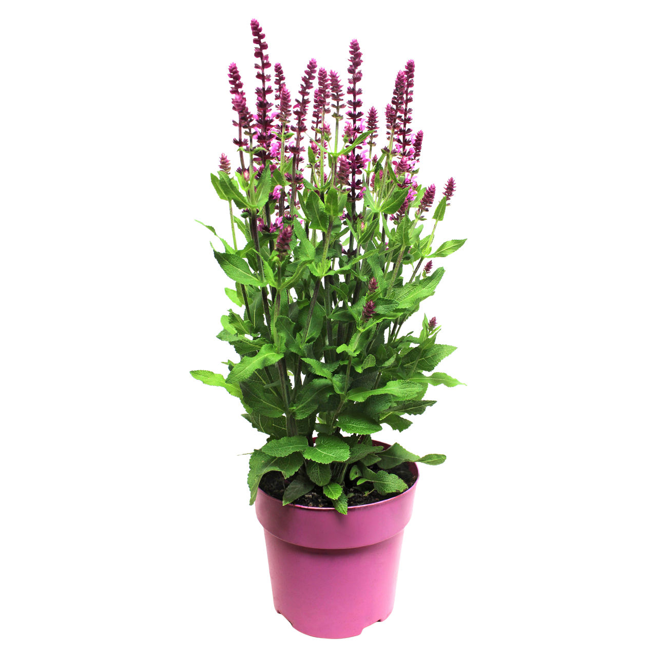 Salvia