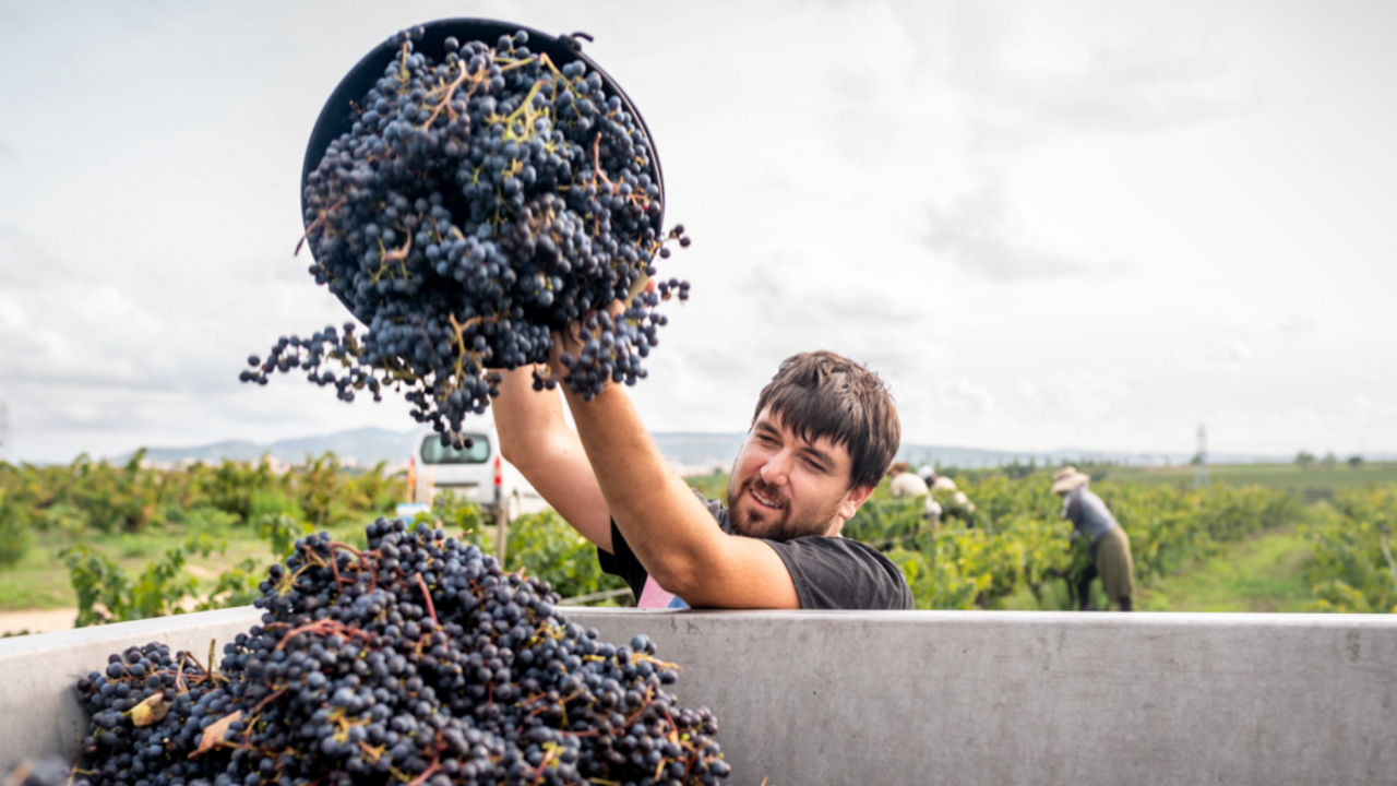 comment est produit un vin bio?