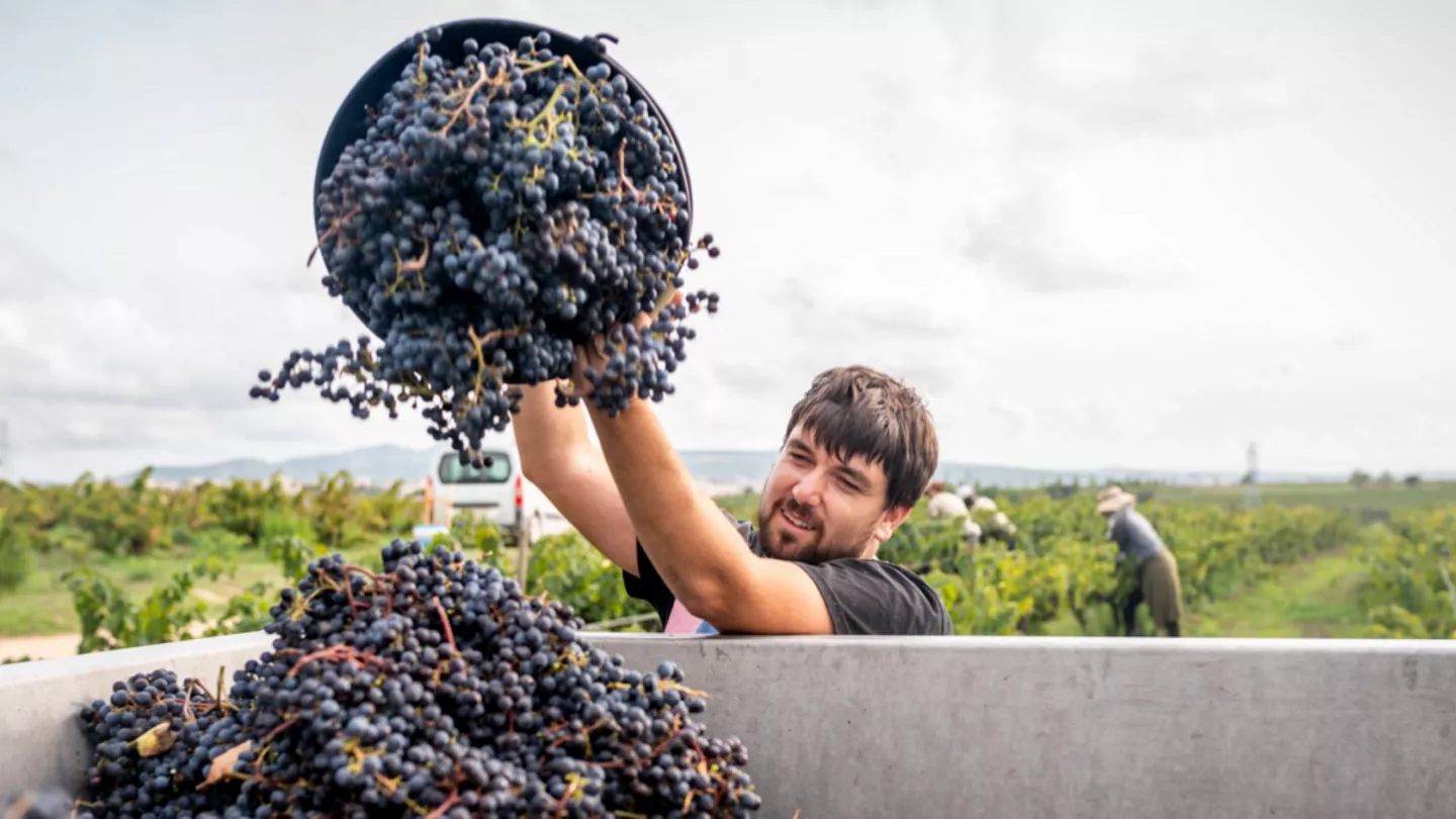 comment est produit un vin bio?