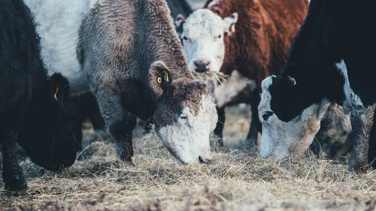 Privilégier les produits de nos régions (et les produits de saison)