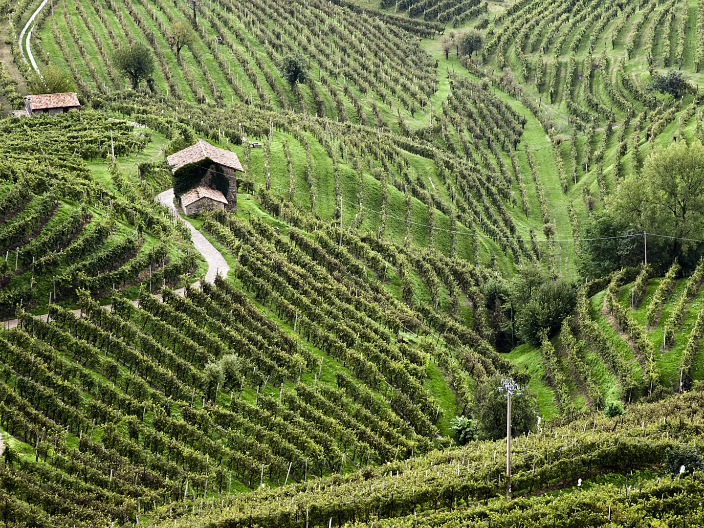 Weinberge in Prosecco