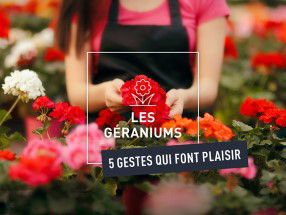 Les géraniums sont de sortie ! 