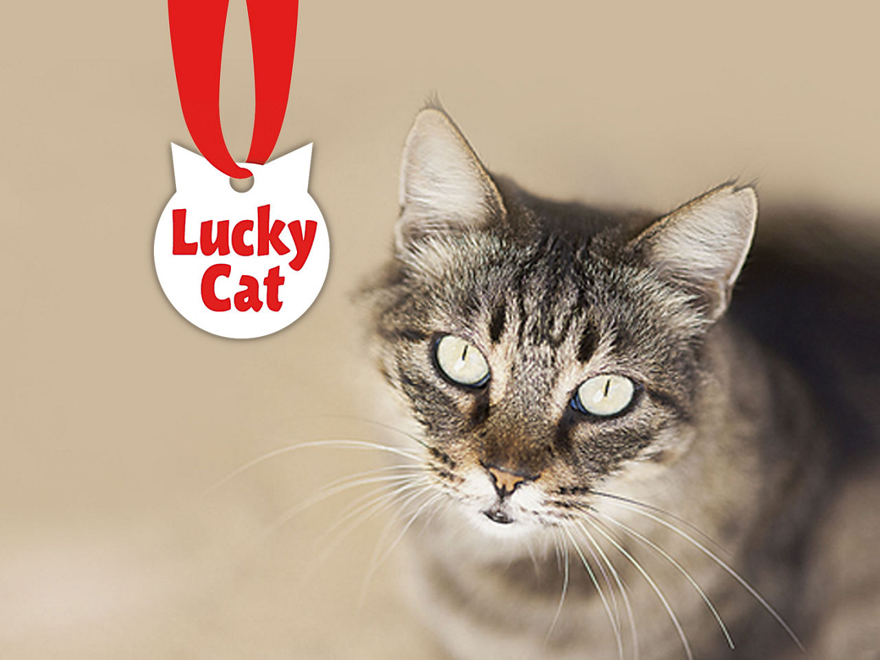 Lucky Cat bij ALDI