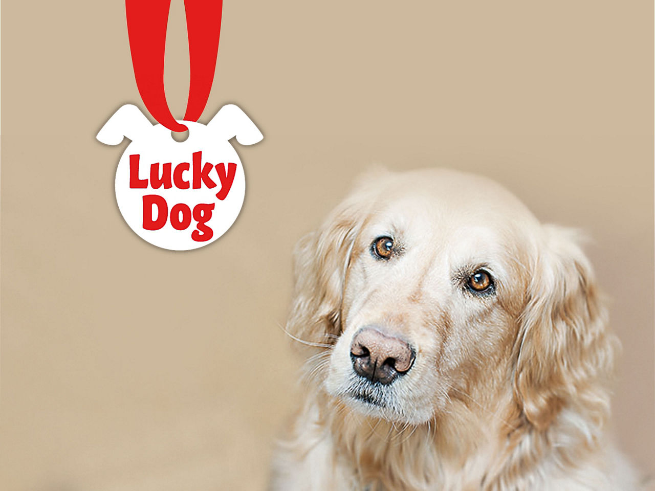 Lucky Dog bij ALDI