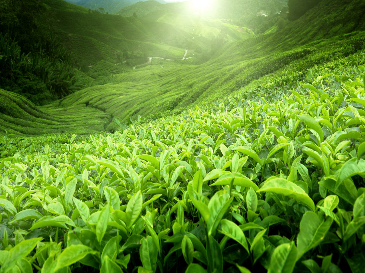 Politique d'achat de thé