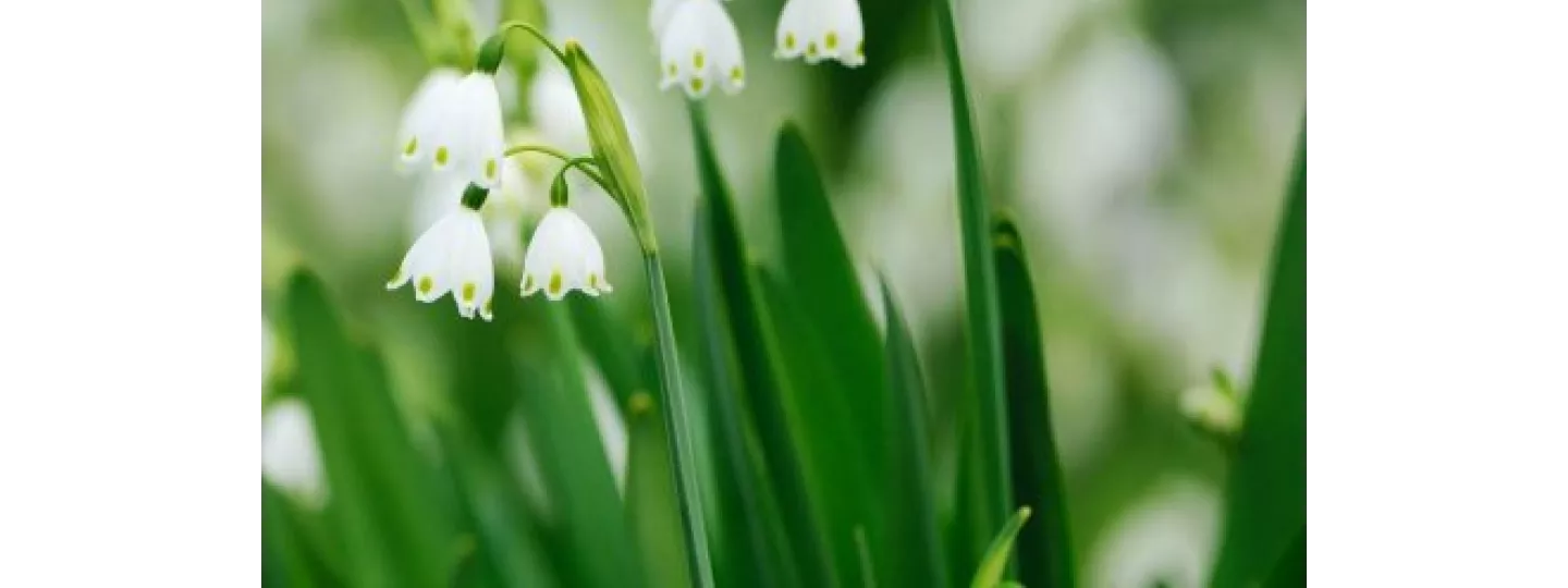 Retour sur l'origine de cette tradition.