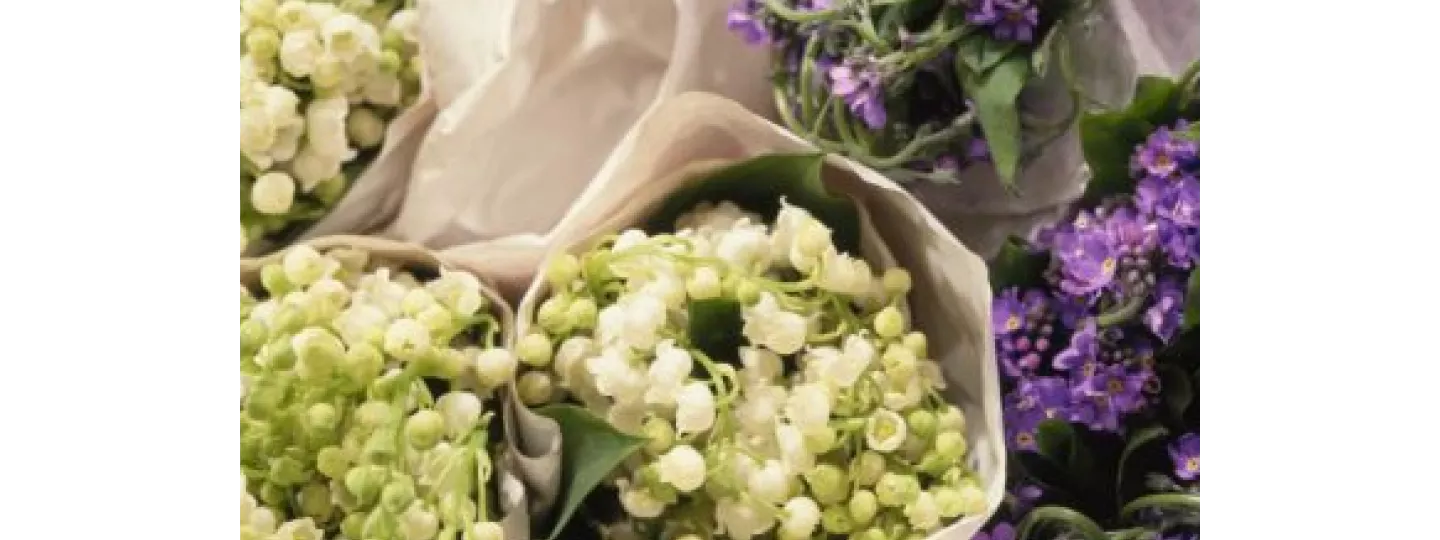 Comment entretenir son muguet en pot ? 