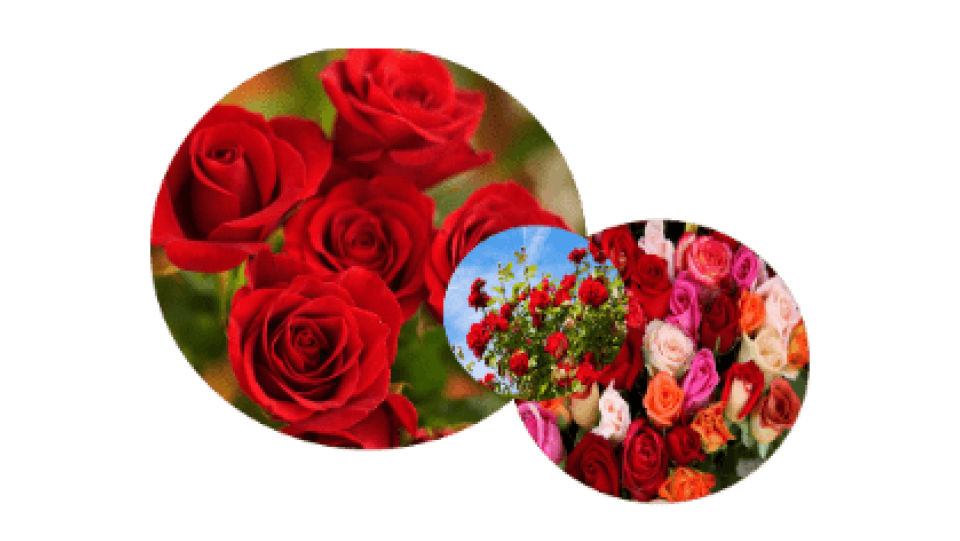  Zoom sur la filière fleurs