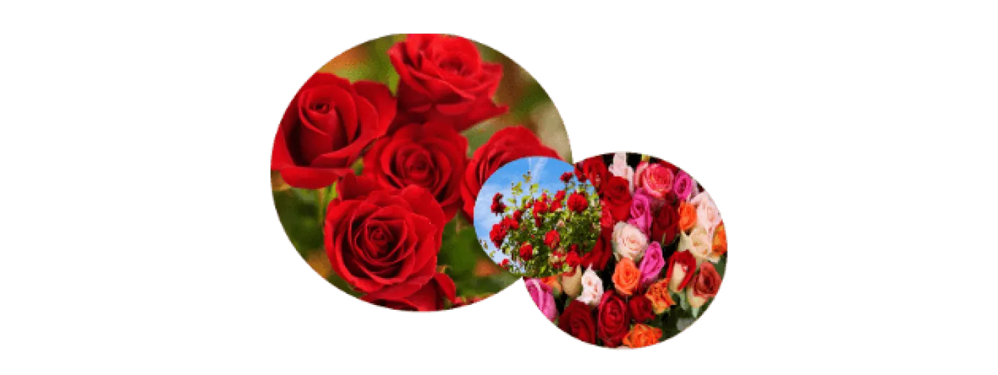  Zoom sur la filière fleurs