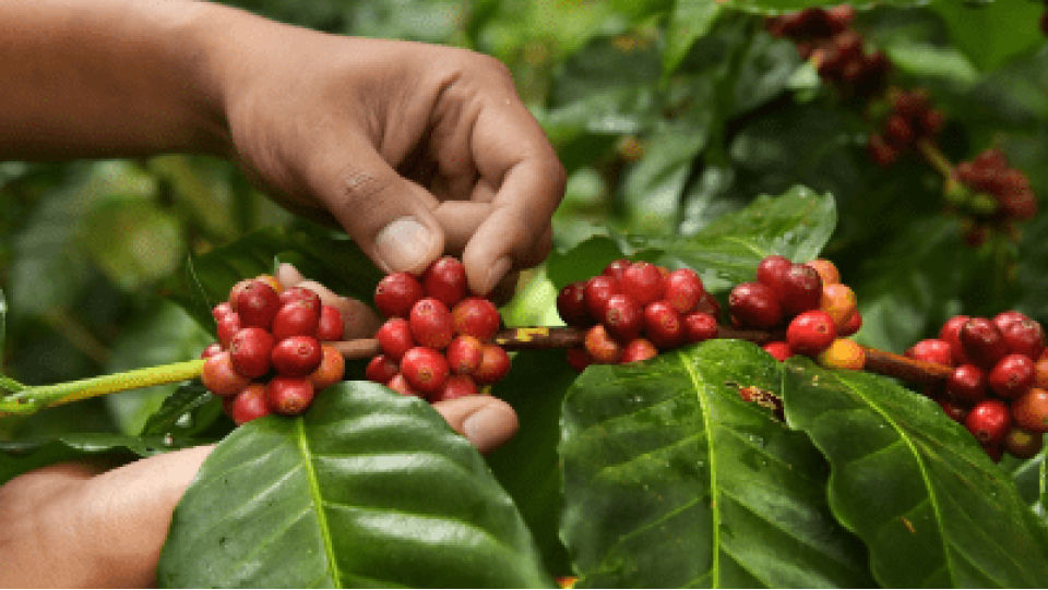 Notre Politique Internationale d'Achat de Café