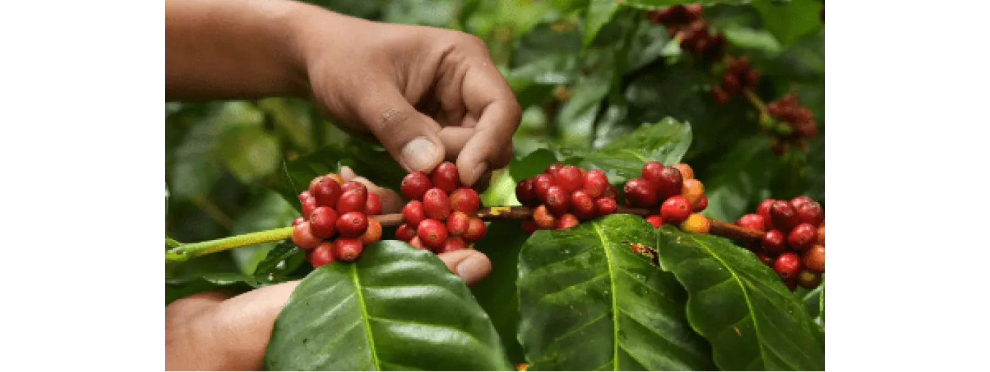Notre Politique Internationale d'Achat de Café