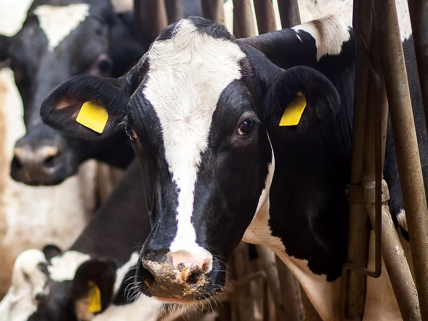 Rund - ALDI Supermarkten