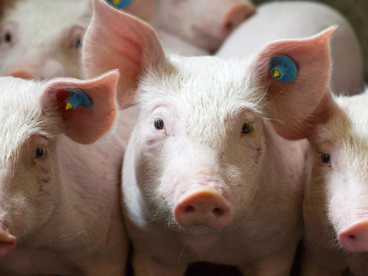 Varken - ALDI Supermarkten