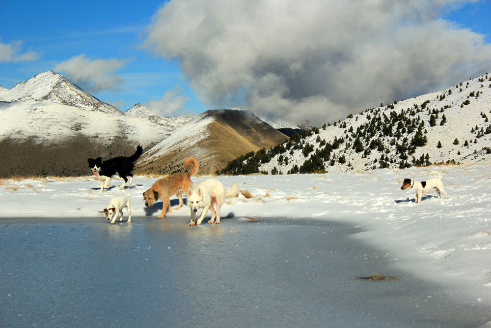 1000x667-sherpa-excursions-canines-andorra.jpg