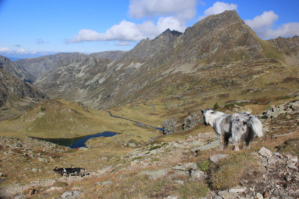 1000x667-sherpa-excursions-canines-andorra1.jpg