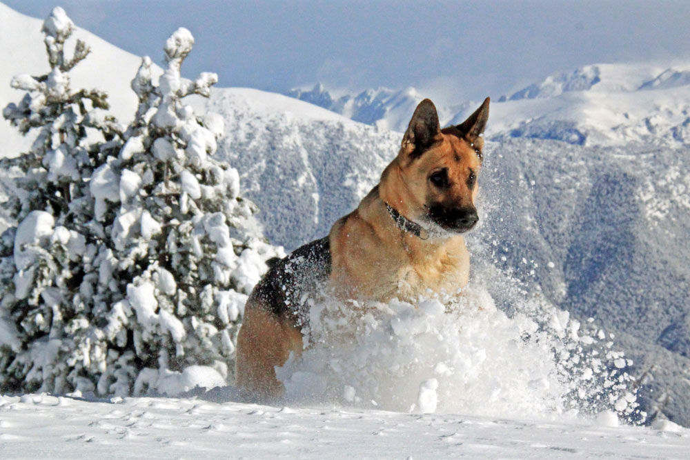 1000x667-sherpa-excursions-canines-andorra2.jpg