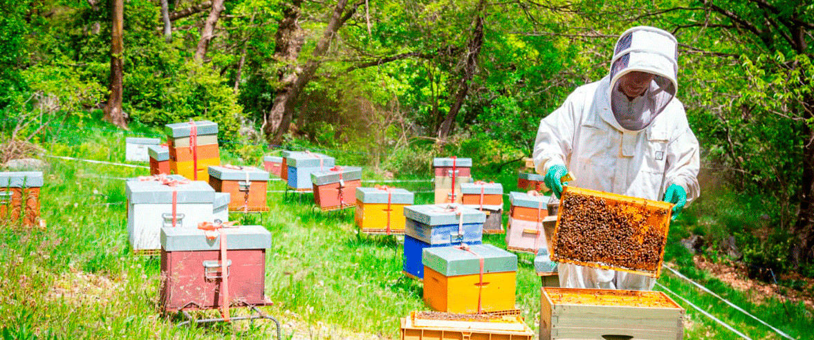1177x492-apicultura-al-mont-magic-canillo-3.jpg
