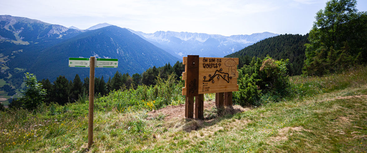 1177x492-bolets-el-bosc-de-macarulla-3-1.jpg