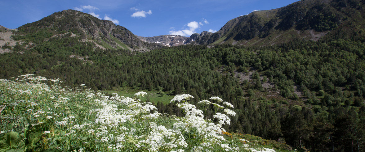 1177x492-itineraris-tematics-pel-parc-natural-de-la-vall-de-sorteny-1.jpg