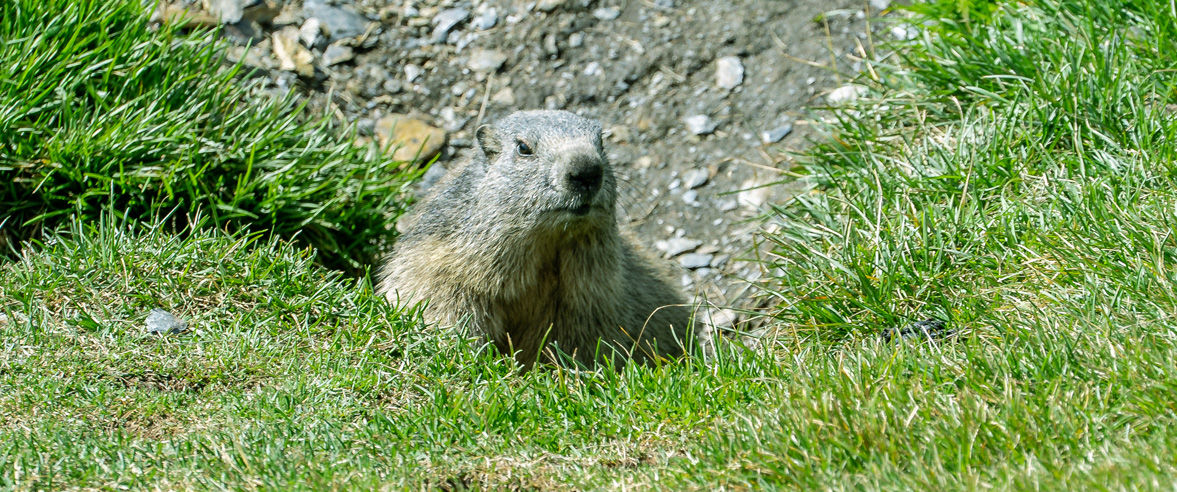 1177x492-observacio-marmotes-soldeu-grandvalira-1.jpg