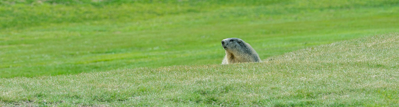 1920x516-observacio-marmotes-soldeu-grandvalira.jpg